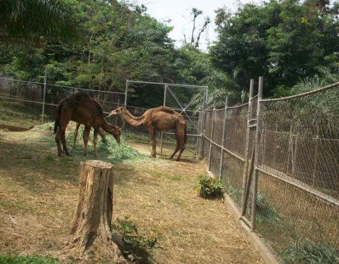 Photograph of Kumasi Zoo